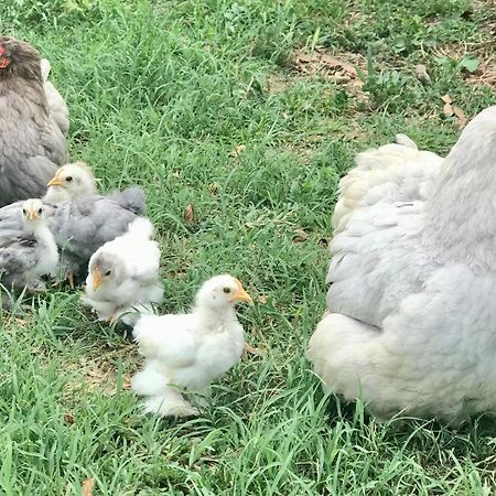 Appartamento In Cascina -La Cascinetta Di Ali- Roatto Εξωτερικό φωτογραφία