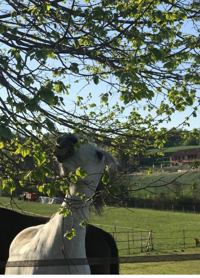 Appartamento In Cascina -La Cascinetta Di Ali- Roatto Εξωτερικό φωτογραφία