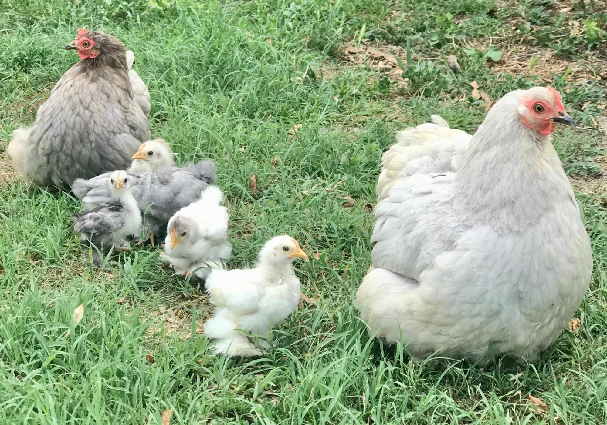 Appartamento In Cascina -La Cascinetta Di Ali- Roatto Εξωτερικό φωτογραφία